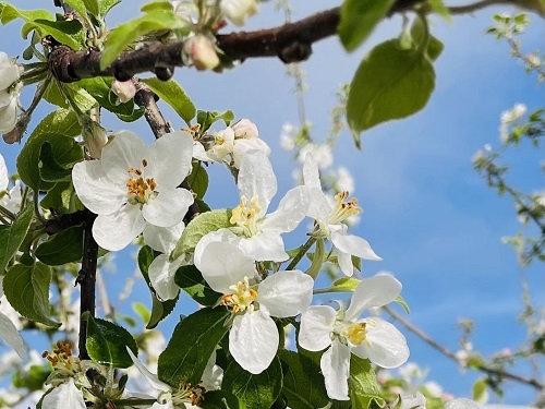 艶やか、真っ白、ふじりんごの花