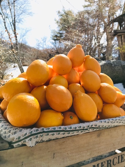 国産レモン、マイヤーレモン、ノーワックスレモン、信州レモン、中川村産