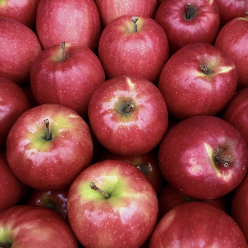 ピンクレディー、初春、りんご、豊かな酸味、日持ちするりんご