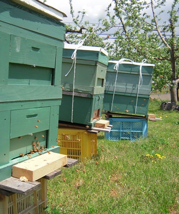 信州の百花蜜、更科養蜂苑、色々な花の蜂蜜、純粋はちみつ