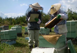 信州のアカシア蜂蜜、更科養蜂苑、色々な花の蜂蜜、純粋はちみつ