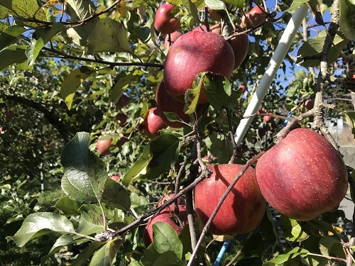 南信州ふじりんごバター、コクまろバタージャム、りんごの王様ふじりんご