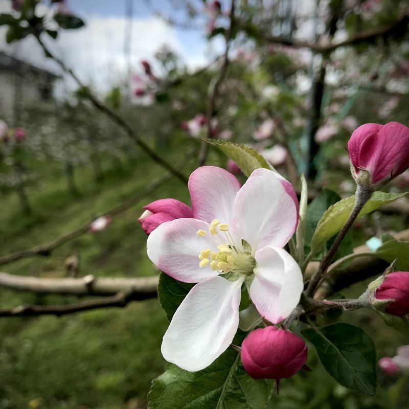ピンクレディー、初春、りんご、豊かな酸味、日持ちするりんご